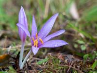 Offene pink Herbstzeitlosen Blüte und Knospe mit Regentropfen